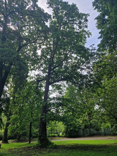 Ptérocaryer à feuilles de frêne &ndash; Bruxelles, Parc d'Osseghem &ndash;  20 Mai 2026
