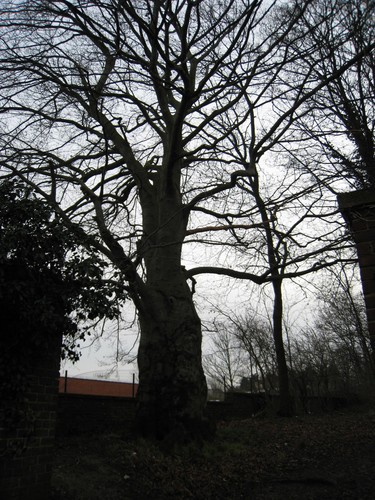 Hêtre pourpre – Bruxelles, Parc Anne Frank, anciennement parc Arthur Maes, Chaussée de Haecht, 1730 –  24 Janvier 2012