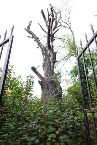 Hêtre pourpre – Bruxelles, Parc Anne Frank, anciennement parc Arthur Maes, Chaussée de Haecht, 1730 –  16 Octobre 2025