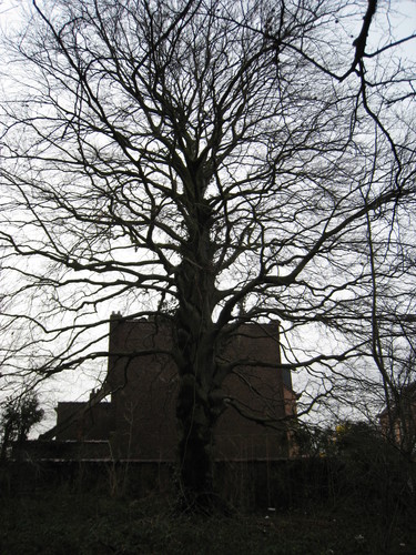 Hêtre pourpre – Bruxelles, Parc Anne Frank, anciennement parc Arthur Maes, Chaussée de Haecht, 1730 –  24 Janvier 2012