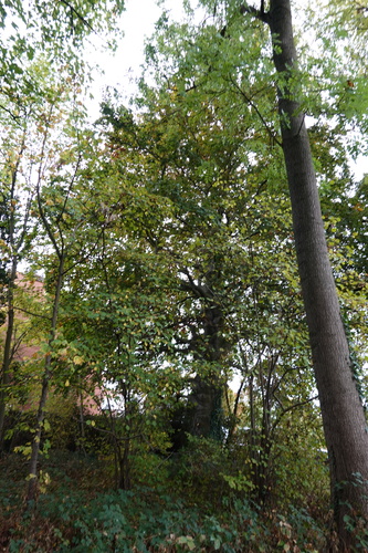 Hêtre pourpre – Bruxelles, Parc Anne Frank, anciennement parc Arthur Maes, Chaussée de Haecht, 1730 –  16 Octobre 2025