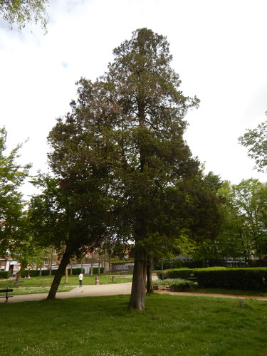 Japanse cipressen  – Anderlecht, Busselenbergpark –  15 April 2024