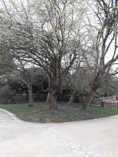 Cornus mas f. variegata – Bruxelles, Jardin du Pavillon Chinois –  16 Mars 2020