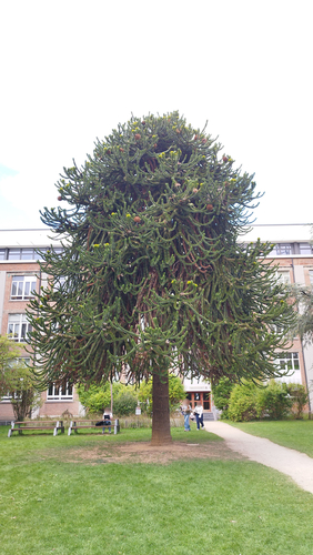 Araucaria du Chili &ndash; Bruxelles, Université Libre de Bruxelles - Solbosch, square Groupe G &ndash;  16 Septembre 2026