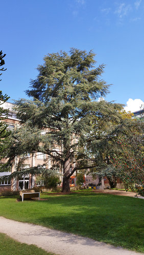 Blauwe ceder &ndash; Brussel, Université Libre de Bruxelles - Solbosch, square Groupe G &ndash;  16 September 2026