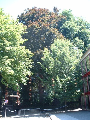 Hêtre pourpre – Bruxelles, Université Libre de Bruxelles - Solbosch, Avenue Adolphe Buyl –  15 Juillet 2003