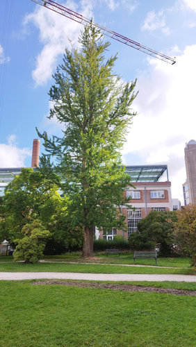 Ginkgo biloba 'Fastigiata' &ndash; Brussel, Université Libre de Bruxelles - Solbosch, square Groupe G &ndash;  16 September 2026