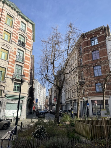 Ginkgo biloba 'Fastigiata' &ndash; Bruxelles, Rue de Nancy &ndash;  27 Février 2026