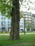 Gewone acacia – Brussel, Hallepoortlaan –  14 Mei 2002