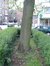 Koninginneboom – Etterbeek, Sint-Antoonplein –  21 Mei 2003