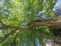 Gewone acacia &ndash; Evere, Strijdvlegellaan &ndash;  07 Juli 2026