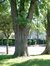 Robinier faux-acacia – Evere, Avenue du Fléau d'Armes –  17 Juin 2002