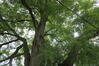 Gewone acacia – Evere, Strijdvlegellaan –  29 August 2023