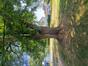 Gewone acacia &ndash; Evere, Strijdvlegellaan &ndash;  07 Juli 2026