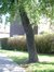 Cerisier noir – Evere, Quartier Tornooiveld, Avenue du Tornooiveld –  17 Juin 2002