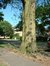 Acer saccharinum var. laciniatum – Evere, Quartier Tornooiveld, Avenue du Destrier –  17 Juin 2002