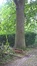 Tamme kastanje – Vorst, Jacques Brel park, parc –  15 Juni 2016