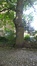 Tamme kastanje – Vorst, Jacques Brel park, parc –  15 Juni 2016
