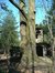 Chêne pédonculé – Forest, Parc Jacques Brel, Avenue Kersbeek –  14 Mars 2003