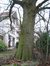 Chêne rouge d'Amérique – Forest, Avenue Kersbeek, 232 –  04 Février 2005