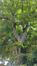 Treurzilverlinde – Vorst, Marconipark, parc –  09 September 2025