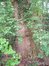Gewone plataan – Ganshoren, Park van het Kasteel de Rivieren, Kasteeldreef, 66 –  19 April 2005