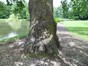Chêne pédonculé – Ganshoren, Parc du Château de Rivieren, Drève du Château, 66 –  08 Juin 2012