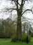 Tilleul à larges feuilles – Ganshoren, Parc du Château de Rivieren, Drève du Château, 66 –  19 Avril 2005