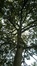 Acer pseudoplatanus 'Purpurascens' – Ixelles, Jardins de l'Abbaye de la Cambre –  24 Octobre 2017