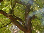 Trompetboom – Elsene, Tuinen van de Ter Kamerenabdij, parc –  22 Oktober 2003