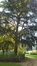 Blauwe ceder – Elsene, Tuinen van de Ter Kamerenabdij –  24 Oktober 2017