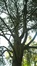 Blauwe ceder – Elsene, Tuinen van de Ter Kamerenabdij –  24 Oktober 2017