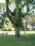 Japanse honingboom – Elsene, Tuinen van de Ter Kamerenabdij, parc –  22 Oktober 2003