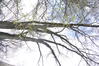 Japanse honingboom – Elsene, Tuinen van de Ter Kamerenabdij –  24 Maart 2023