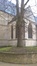 Tilleul commun – Ixelles, Jardins de l'Abbaye de la Cambre –  14 Novembre 2017