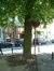 Aulne à feuilles cordées – Ixelles, Rue de l'Arbre Bénit –  25 Juin 2003