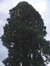 Sequoia géant – Ixelles, Avenue d'Italie, 27 –  16 Janvier 2004