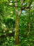 Erable sycomore – Ixelles, Parc Tenbosch –  11 Juillet 2023