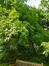 Aesculus flava – Elsene, Tenboschpark –  11 Juli 2023