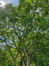 Celtis tournefortii – Elsene, Tenboschpark –  11 Juli 2023
