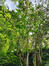 Dipelta floribunda – Elsene, Tenboschpark –  11 Juli 2023