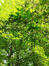Dipelta floribunda – Elsene, Tenboschpark –  11 Juli 2023