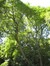 Doodsbeenderenboom – Elsene, Tenboschpark –  24 Juni 2008
