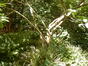 Magnolia sinensis – Elsene, Tenboschpark –  05 Juli 2023