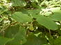 Magnolier de Chine – Ixelles, Parc Tenbosch –  05 Juillet 2023