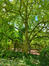 Magnolia x loebneri – Ixelles, Parc Tenbosch –  11 Juillet 2023