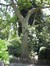 Koninginneboom – Elsene, Tenboschpark –  24 Juni 2008