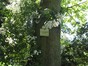Koninginneboom – Elsene, Tenboschpark –  24 Juni 2008