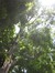 Japanse honingboom – Elsene, Tenboschpark –  24 Juni 2008
