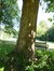 Trompetboom – Jette, Koning Baudouwijnpark, parc –  25 Juli 2014
